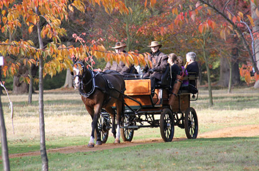 Scenic Drives Windsor Great Park Carriage rides Ascot Carriages